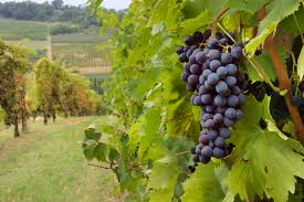 austin wineries fredricksburge discount transportion best